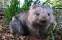 Avatar de wombat